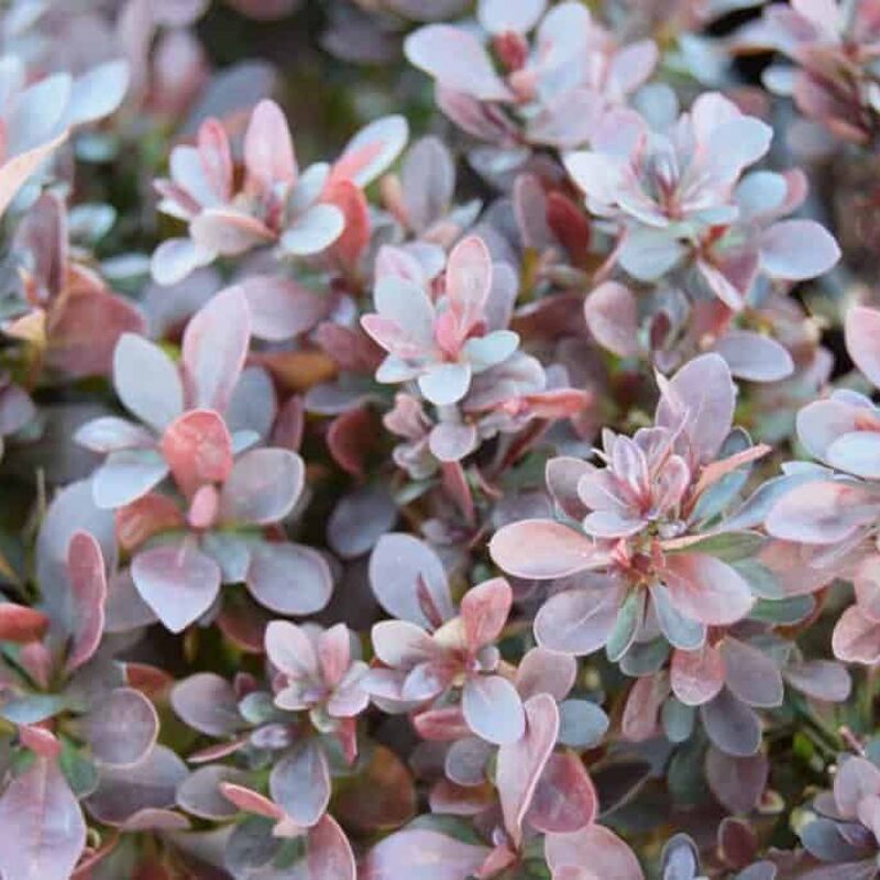 Berberis thunbergii f. atropurpurea 'Atropurpurea Nana' 10-15 cm